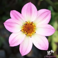 Happy Days Pink Dahlia Knöl