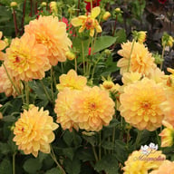 Happy Go Lucky Dahlia Knöl
