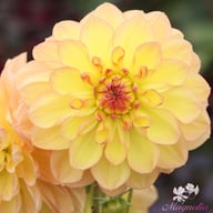 Happy Go Lucky Dahlia Knöl