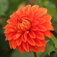 Happy Halloween Dahlia Knöl