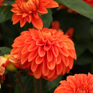Happy Halloween Dahlia Knöl