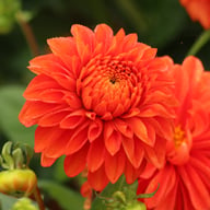 Happy Halloween Dahlia Knöl