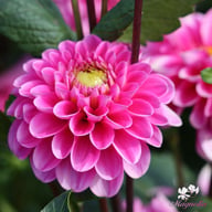 Happy Hour Dahlia Tuber