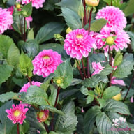 Happy Hour Dahlia Tuber