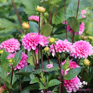 Happy Hour Dahlia Tuber