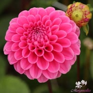 Happy Hour Dahlia Tuber