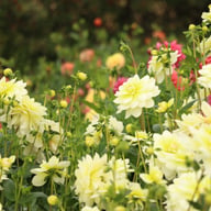 Harriet G Dahlia Knöl