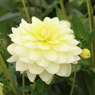 Harriet G Dahlia Knöl