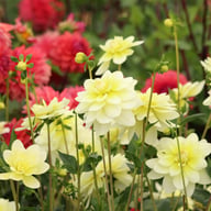 Harriet G Dahlia Knöl