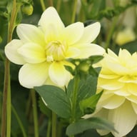 Harriet G Dahlia Knöl