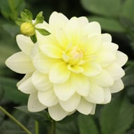 Harriet G Dahlia Knöl