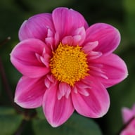 Hartenaas Dahlia Knöl