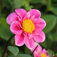Hartenaas Dahlia Knöl