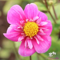Hartenaas Dahlia Knöl