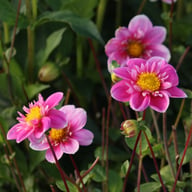 Hartenaas Dahlia Knöl