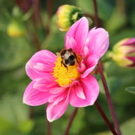 Hartenaas Dahlia Knöl