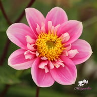 Hartenaas Dahlia Knöl