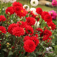 Heatwave Dahlia Knöl