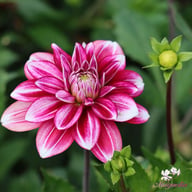 Hemisphere Dahlia Tuber
