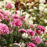 Hemisphere Dahlia Tuber