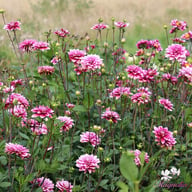 Hemisphere Dahlia Tuber
