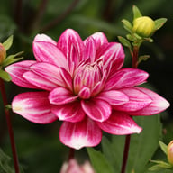 Hemisphere Dahlia Tuber