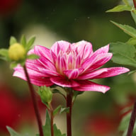 Hemisphere Dahlia Tuber