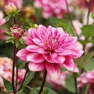 Hemisphere Dahlia Tuber