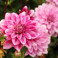 Hemisphere Dahlia Tuber