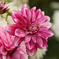Hemisphere Dahlia Tuber