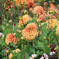 Hercules Dahlia Tuber