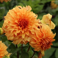 Hercules Dahlia Knöl