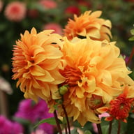 Hercules Dahlia Knöl