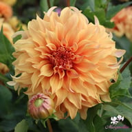 Hercules Dahlia Tuber