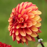 High Fidelity Dahlia Knöl