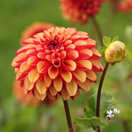 High Fidelity Dahlia Knöl