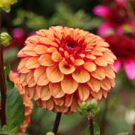 High Fidelity Dahlia Tuber