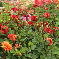 High Fidelity Dahlia Tuber