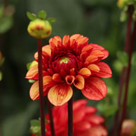 High Fidelity Dahlia Tuber