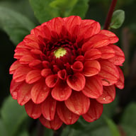 High Fidelity Dahlia Tuber
