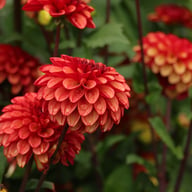 High Fidelity Dahlia Tuber