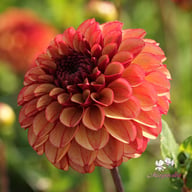 High Fidelity Dahlia Knöl