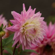 Hillcrest Candy Dahlia Knöl