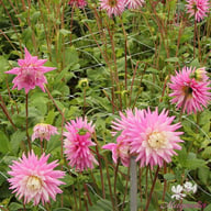 Hillcrest Candy Dahlia Knöl