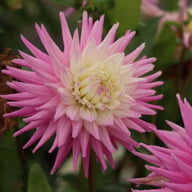 Hillcrest Candy Dahlia Knöl