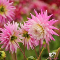 Hillcrest Candy Dahlia Knöl