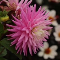 Hillcrest Candy Dahlia Knöl