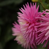 Hillcrest Candy Dahlia Knöl
