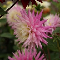 Hillcrest Candy Dahlia Knöl
