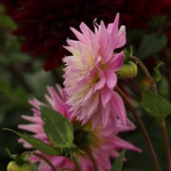 Hillcrest Candy Dahlia Knöl